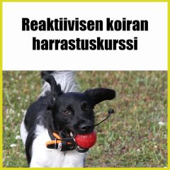 Reaktiivisen koiran harrastuskurssi