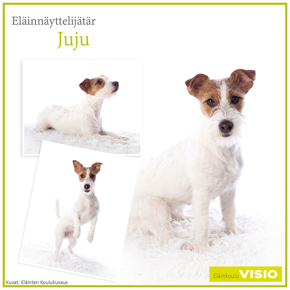 Jackrusselinterrieri Juju