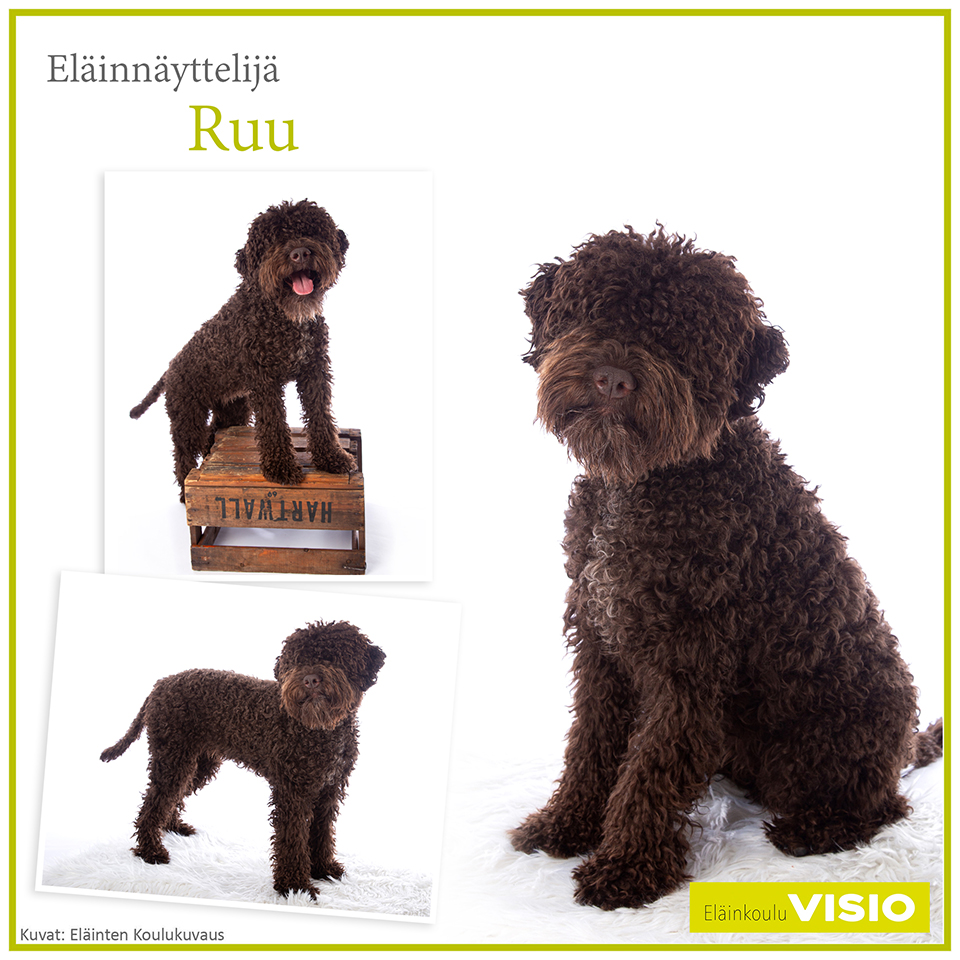 Lagottoromagnolo Ruu