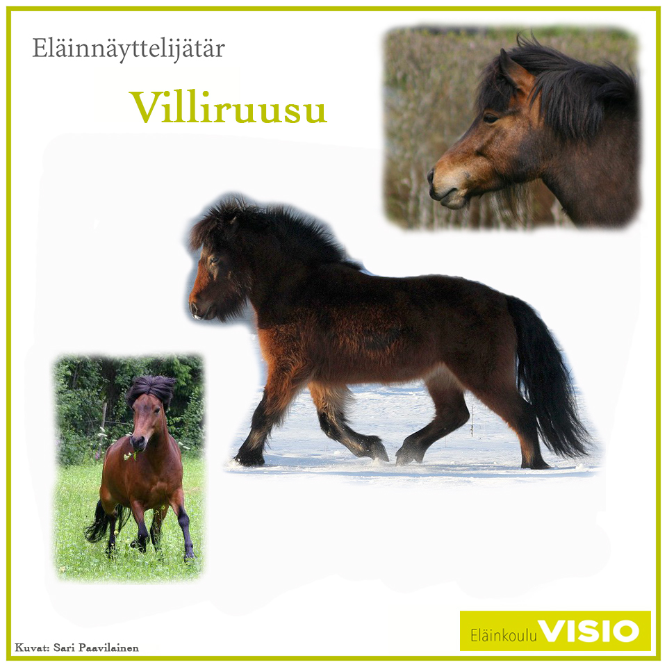 Villiruusu alias Viltsu